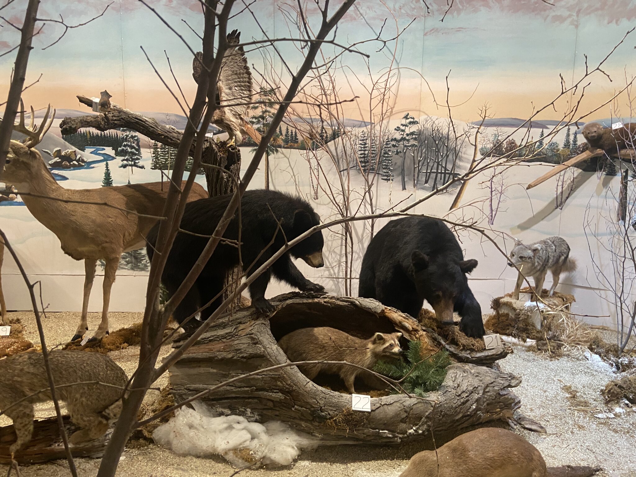 Pierres runiques vikings au musée